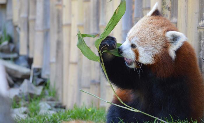Red Panda